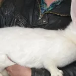 розведення