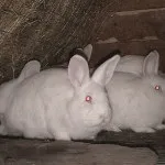 розведення
