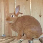 розведення