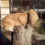 породи