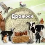 восени