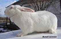 породи