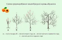 правила