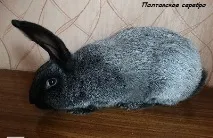 домашнього