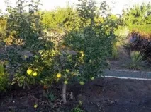 Посадка яблунь навесні відстань між деревами посадка
