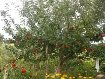 Посадка яблунь навесні відстань між деревами навесні