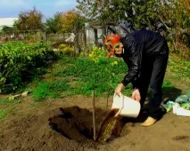 Посадка яблунь навесні відстань між деревами навесні