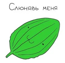Корисні властивості подорожника, опис та застосування. властивості