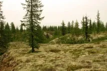 Природні зони Західного Сибіру та його характеристики західного