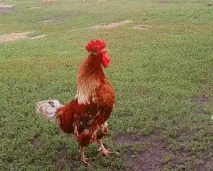 курей