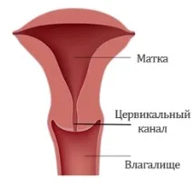 шийката