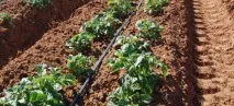 Промислове вирощування картоплі – бізнес на віки промислове