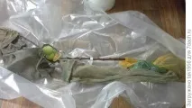 Колоноподібні яблуні посадка та догляд колоноподібні