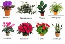 Кімнатні рослини, корисні для новонароджених які корисні та які шкідливі для здоров’я, думки рослини