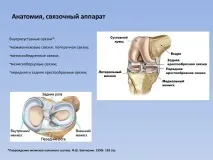 Колінний суглоб анатомія та будова, хвороби коліна суглоб