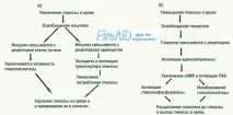 Регуляція обміну глюкози регуляція