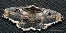 Розведення Сатурналій (Saturnia pyri), Чарівний світ Макро сатурналій