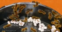 Розведення Сатурналій (Saturnia pyri), Чарівний світ Макро сатурналій