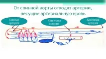 Річковий окунь окуня