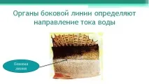 Річковий окунь річкового