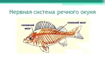 Річковий окунь кров