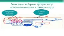 Річковий окунь кров