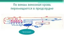 Річковий окунь річкового окуня