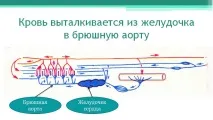 Річковий окунь річкового