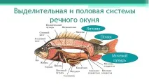 Річковий окунь окуня