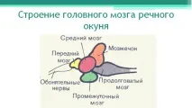 Річковий окунь річковий