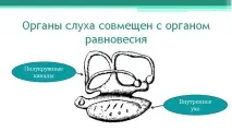 Річковий окунь окуня