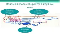 Річковий окунь окуня