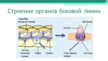 Річковий окунь річкового