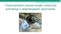 Річковий окунь окуня