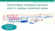 Річковий окунь кров