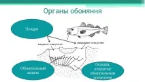 Річковий окунь окуня