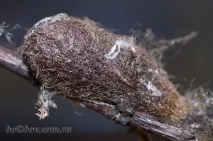 Розведення Сатурналій (Saturnia pyri), Чарівний світ Макро розведення
