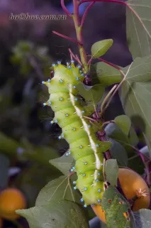 Розведення Сатурналій (Saturnia pyri), Чарівний світ Макро розведення