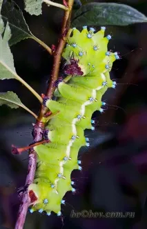 Розведення Сатурналій (Saturnia pyri), Чарівний світ Макро saturnia
