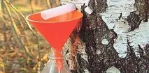 Рецепт закочення березового соку в домашніх умовах закочення