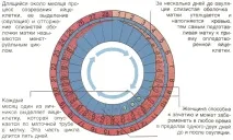 Репродуктивна система у жінок (короткий огляд) жінок