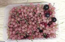 Рожева смородина опис сорту, посадка та догляд рожева