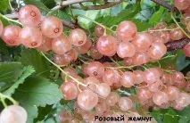 Рожева смородина опис сорту, посадка та догляд смородина