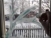 гілки