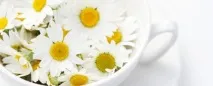 Ромашка при проносі - лікування діареї відваром ромашки лікування