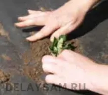 Садова суниця, полуниця на високих грядках суниця
