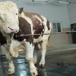 Найбільший бик у світі вага, скільки важить величезний великий і важкий бик, величезний бик з України величезний