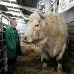 Найбільший бик у світі вага, скільки важить величезний великий і важкий бик, величезний бик з України важить