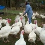 Найбільший бик у світі вага, скільки важить величезний великий і важкий бик, величезний бик з України важить