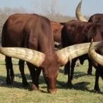 Найбільший бик у світі вага, скільки важить величезний великий і важкий бик, величезний бик з України світі